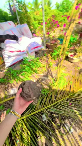 Lính ruột 🤣🤣