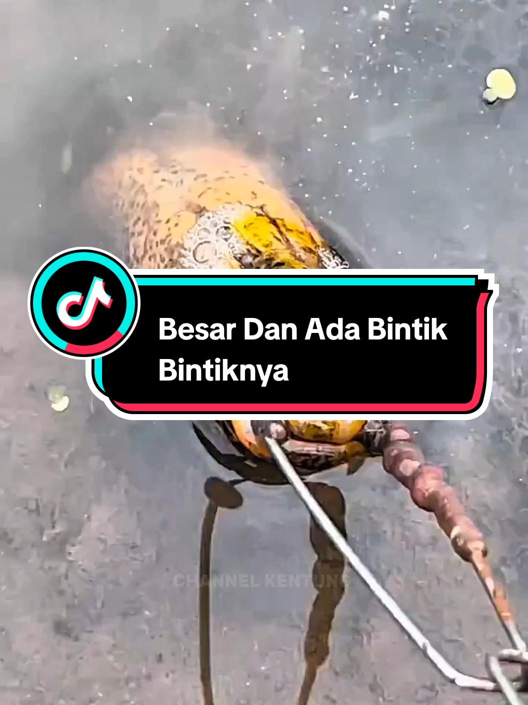 Langsung Ke Luar Belutnya Besar Banget Hanya Pakai Umpan Cacing Saja #belutmonster #trending #belutbabon #mancingbelutsawah #mancingbelutmonster 