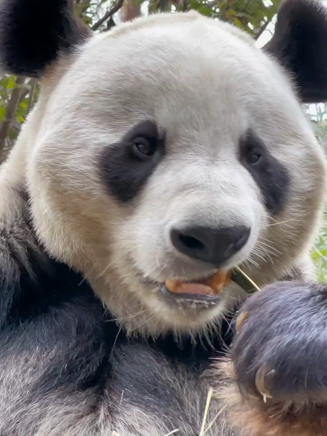 #pandaboom #pandalover🐼 #viralvideos #foryour #panda