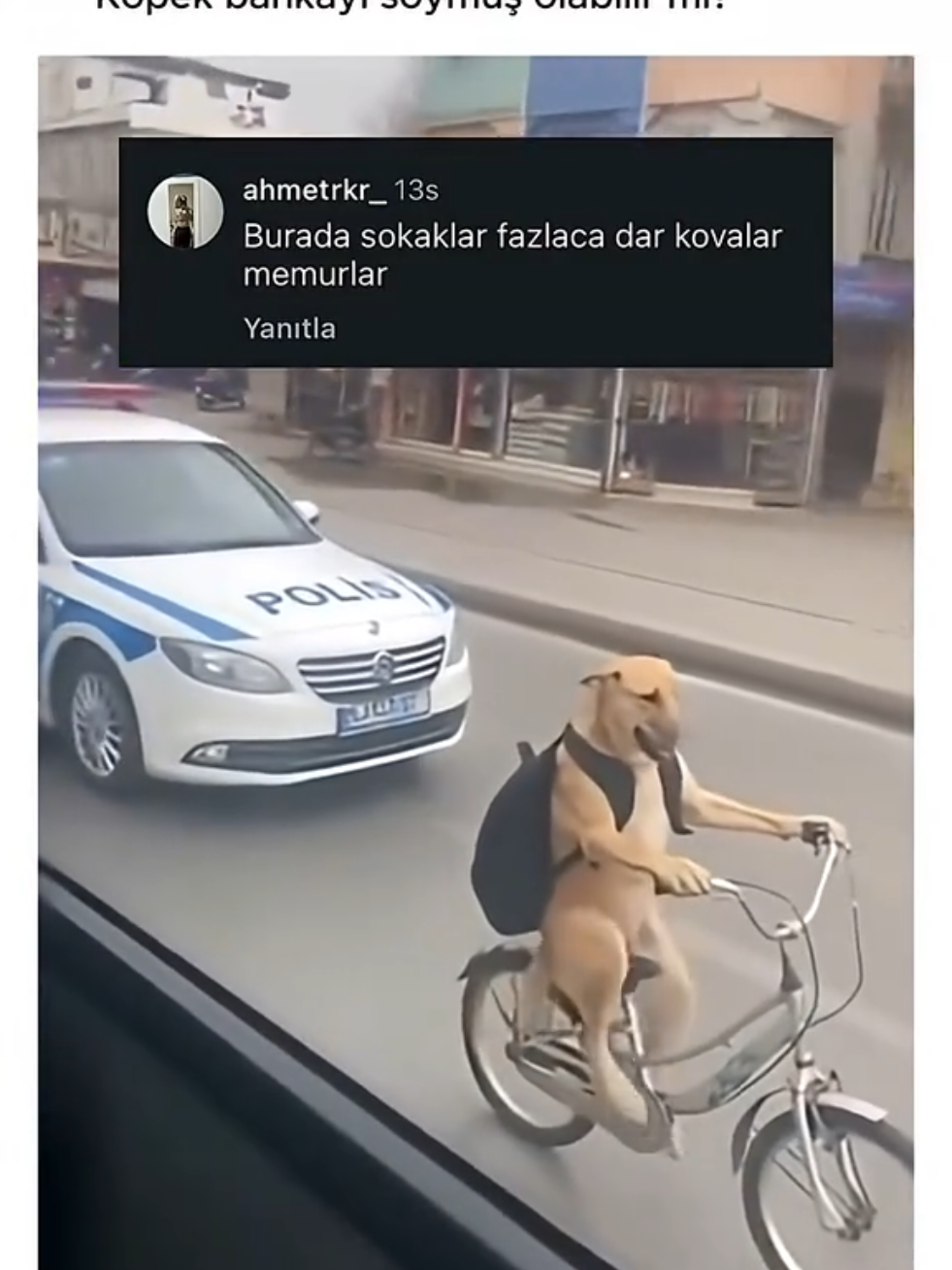 köpek bankayı soymuş olabilir mi' #keşfet #beniönecikart #fyp 