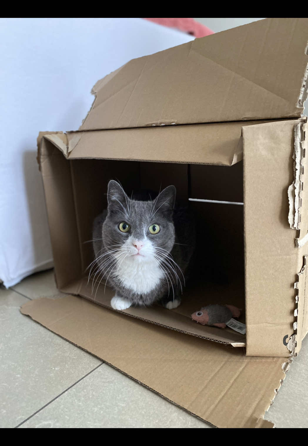 Le moment où Kitou a compris que sa couverture était grillée 😹 #elkitou #drôle #fyp #catsoftiktok 