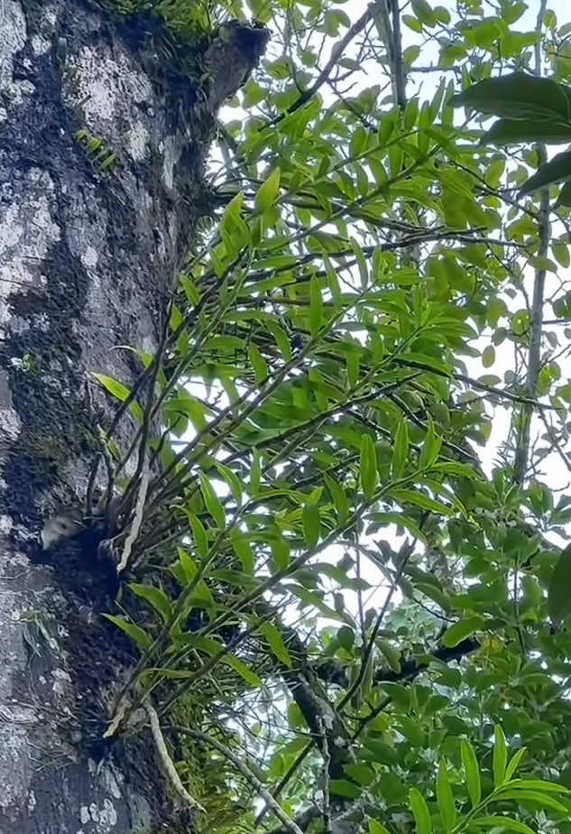 #hoalanrung #orchidslovers 