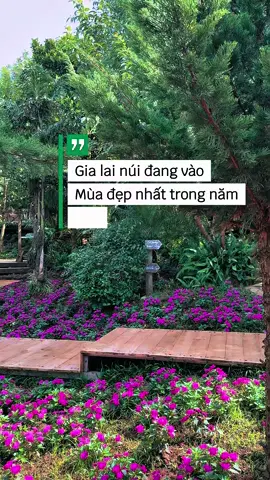 Những mùa hoa rực rỡ #xuhuongtiktok #homestaygialai #mocannhien 