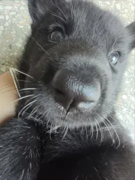 😛 #pet #dog #puppy 