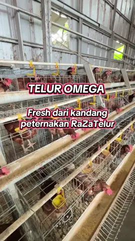 Telur Omega di RaZaTelur selalu Fresh setiap harinya ya.. #TelurOmegaIndramayu                #ayampetelur 