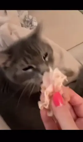 #catsoftiktok #cats #funnyanimals #funnyvideos #funny 