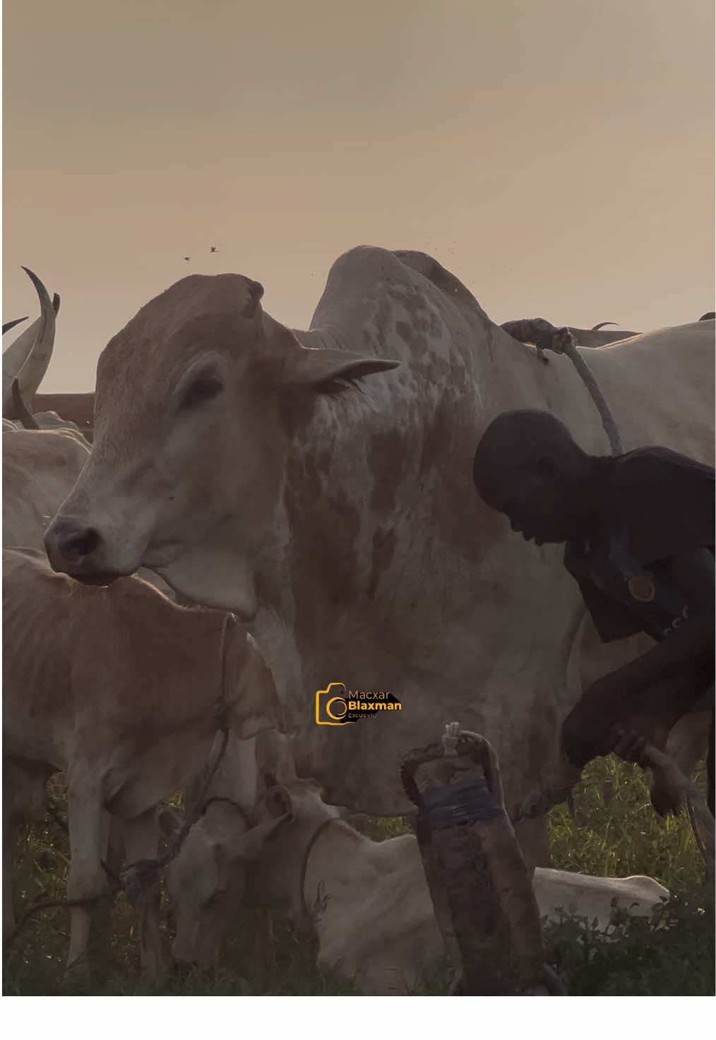 This is South Sudan 🇸🇸 #africa #southsudantiktokers🇸🇸 #sudanese_tiktok #culture #cattle 