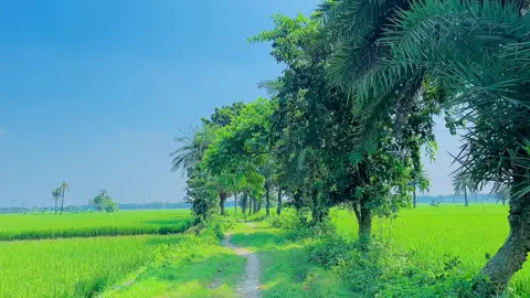 প্রকৃতির চেয়ে সুন্দর আর কি হতে পারে 🌸❤️‍🩹 #natural #fyp #foryoupage #vi 