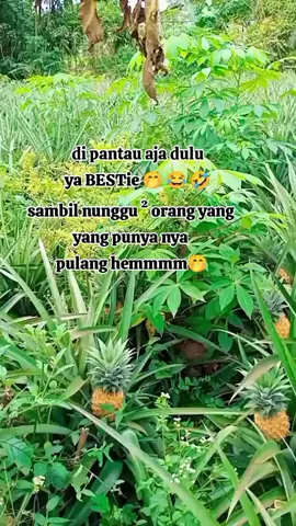 siang nya di pantau malamnya di garap 🤭🤣🤣