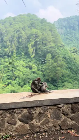 Buatin caption yang paling cocok dikomen 👇 🙊 #fyp #monyet #tahura #monyetlucu 