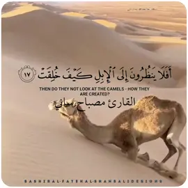 #سورة_الغاشية #افلا_ينظرون_الى_الابل_كيف_خلقت  القارئ مصباح ساني #اللهم_صلي_على_نبينا_محمد💓🕋📿 #القران_الكريم_راحه_نفسية😍🕋 