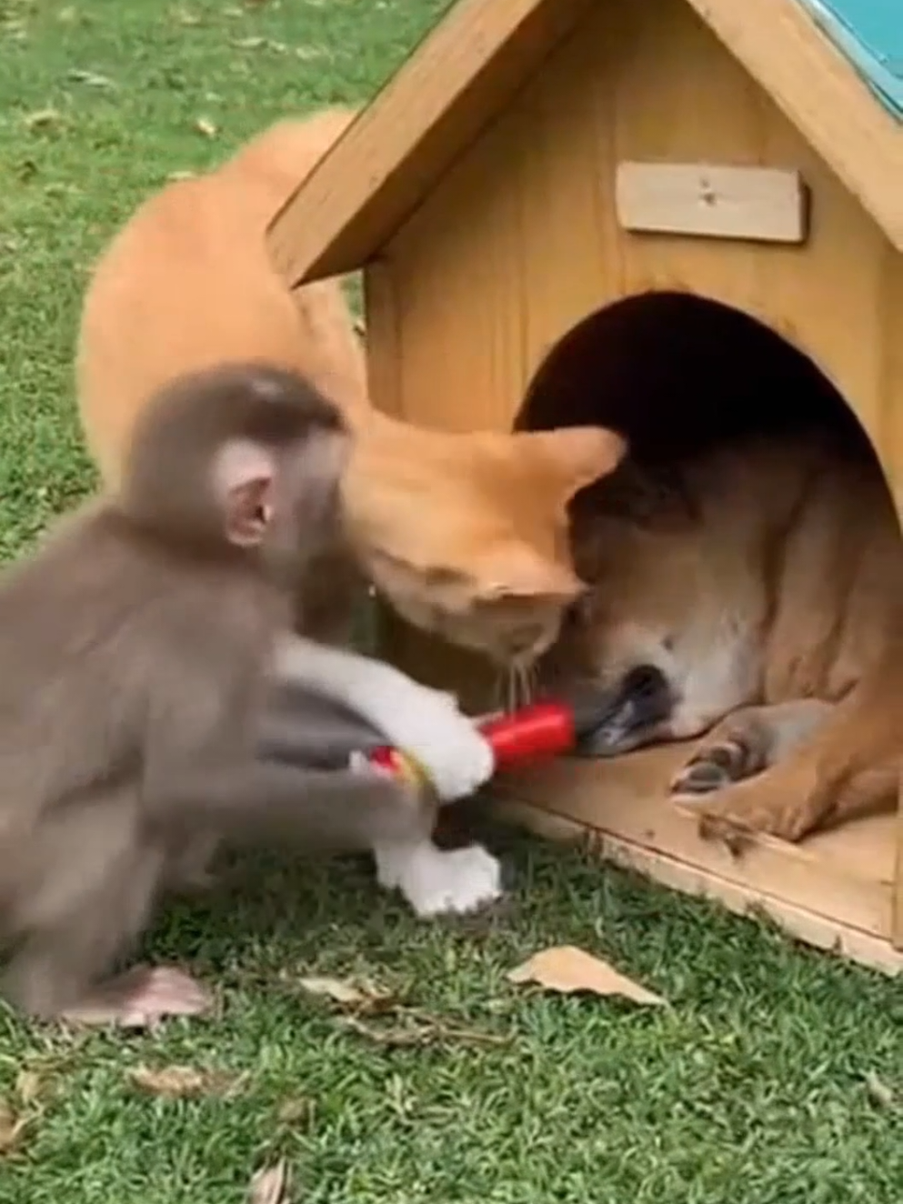 kucing oyen menjadi dalang keisengan 😆🐒🐱 #AI #soraai #videokucinglucu #cat #fypindonesia 