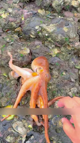 Làm nồi hải sản online tiếp nhé ae #xuhuongtiktok #dibienthoi🦀🦀 #bathaisan #dibienonline 