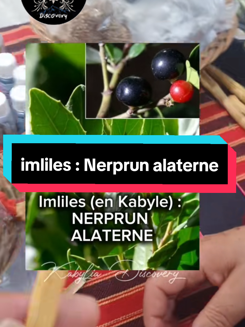 Imliles ; Amlilis ; Mliles ; Ajrurj   Nerprun alaterne (vertus et utilisation de la tige)  Nom biologique : Rhamnus alaternus Famille : Rhamnaceae Principes actifs Les drupes, les feuilles et l'écorce sont riches en vitamine C, dérivés anthracéniques, sucre, mucilage, hétérosides, tanins, poly phénols,  et en flavonoïdes. De même, l'alaterne contient des glycosides qui se transforment par hydrolyse en anthraquinones telles que l'émodine (une tri-hydroxyméthyl-anthraquinone). Ces substances ont un effet purgatif.   Propriétés  Antigoutteux, purgatif,  astringent, laxatif (écorce), révulsif, diurétique,  dépuratif, cholagogue, vermifuge, amaigrissant (présente un effet inhibiteur de l’absorption intestinale des lipides et des carbohydrates par inhibition de la lipase). Source: Doi : 10.1016/S0985-0562(14)70798-8 B. Khettal 1, A. Zaidi 1, M. Tacherfiout 1, W. Sobhi 2 1 Biologie physico-chimique, Université A. Mira, Bejaia 2 Biochimie, Université F arhat Abb as, Setif, Algérie Imliles ; Amlilis ; Mliles ; Ajrurj   Nerprun alaterne   Indications • Goutte; • Sciatique; • Constipation (écorce), diarrhée (feuilles); • Maux de gorge, toux...; • Obésité, diète amaigrissante.  Les parties utilisées : le bois, le fruit,  l’écorce ou les feuilles. • contre l’anémie, la jaunisse » ictère » ; et autres maladies graves d’hémoglobine (écorce, feuilles). • Maladies des voies respiratoires. (baies) • Purificateur de sang (baies) • Femme enceinte (baies) • Douleurs d’articulations (feuilles) • Inflammation de la bouche et l’aphte. (feuilles) • Traitement de la peau (feuilles) • Utilisé en shampooing pour fortifier les cheveux et éliminer les pellicules. • Pour laver les morts • Apaise les douleurs dentaires et toniques. (écorce). • Pour les problèmes de côlon et intestins (écorce). Contre-indications : (les feuilles et écorce) Déconseillé aux femmes enceintes, cardiopathies, hypertendues, colon irritable, ulcère. Autres usages • Teinturerie (obtenir une teinture jaune), construction (bois utilisé autrefois en ébénisterie).   Toxicité • Les parties toxiques de la plante sont : Les fruits murs. • L'ingestion des fruits provoque des vomissements, des spasmes, des mydriases et des convulsions.   Sources Les plantes médicinales : Messaoudi Sassi; http://www.em-consulte.com/article/948125/article/p156-effet-des-extraits-de-feuilles-de-rhamnus-alt. tiges d'imliles ( le nerprun alaterne ) et son utilisation pour combattre l'anémie ( فقر الدم و بوصفير ) #anémie #plantemedicinale    #phytothérapie #EduTok #kabyliadiscovery rajeunissement  lajaunisse vertus  bio santé  agronomy  imghan_leqvayel    ApprendreSurTikTok        
