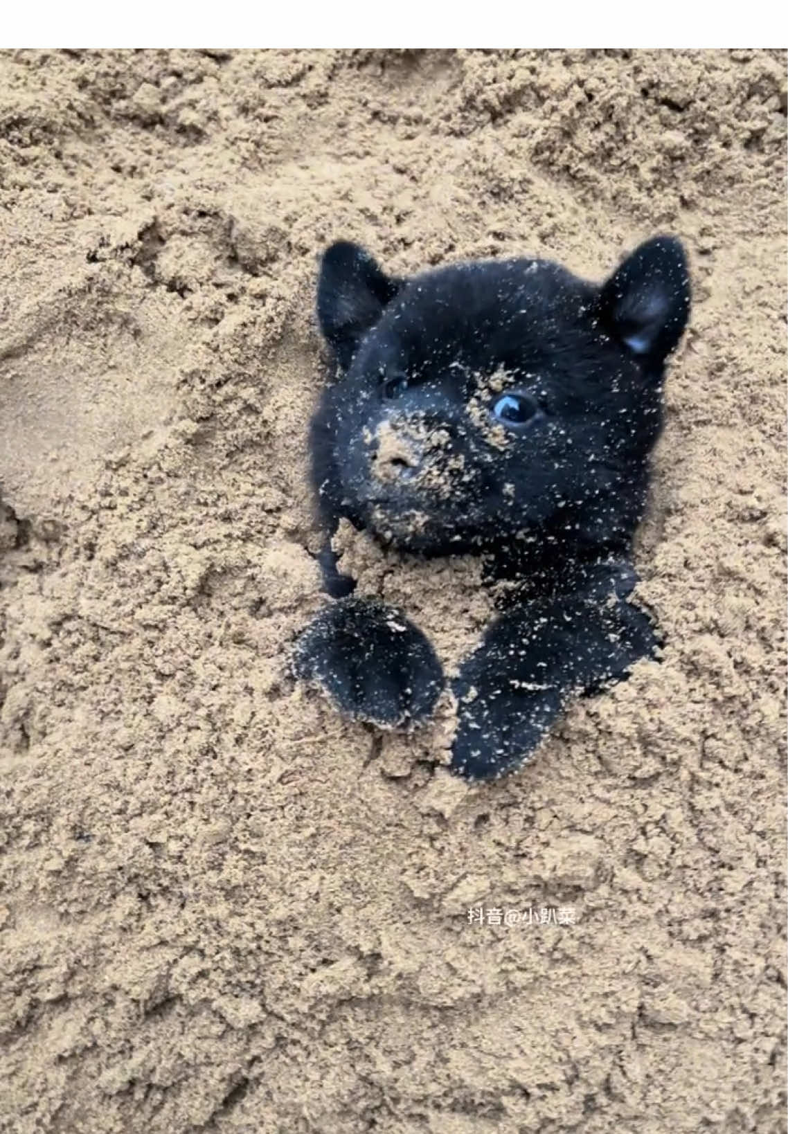 #dog #cute #puppy #pet #foryoupage 