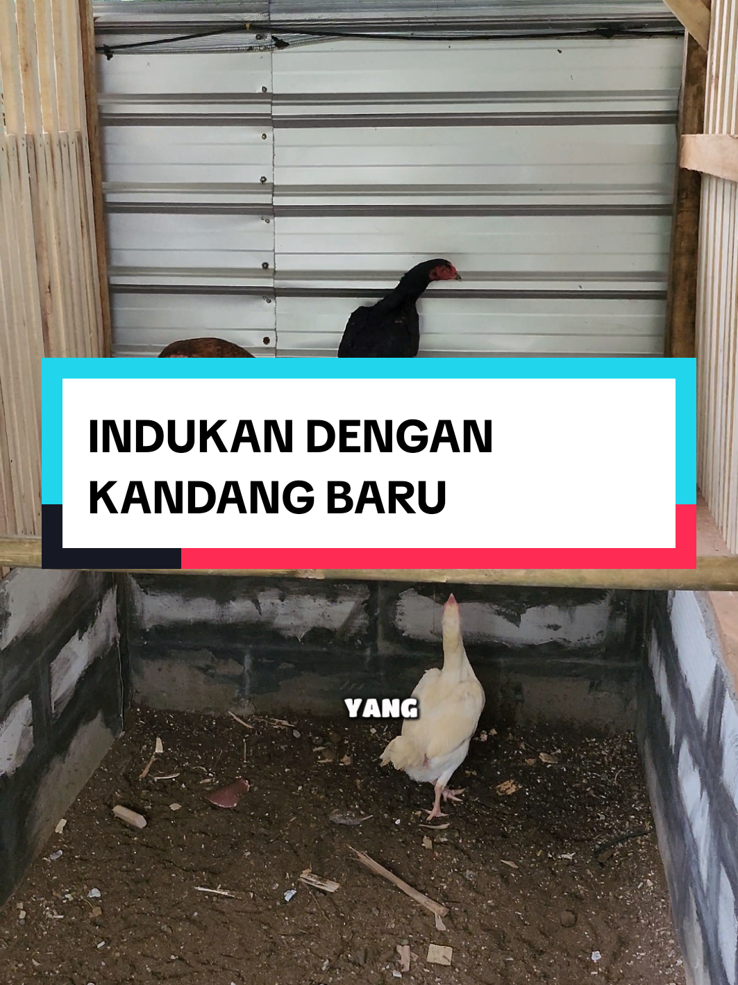 ayam ayam indukan istimewa #ayam #ayamsehat #kandangayam #fypシ゚viral🖤tiktok 