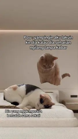 #MemeCut #memestiktok #fyp #memelucu 