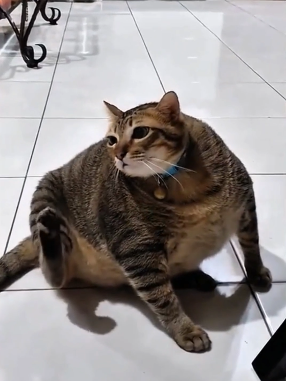 cat core🍼 #1jtviews #fyp #kucinglucu #cat #bikinngakak