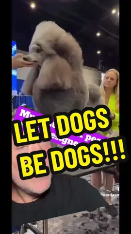 #dogsoftiktok #rescuedog #purebred #adoptdontshop #fyp 