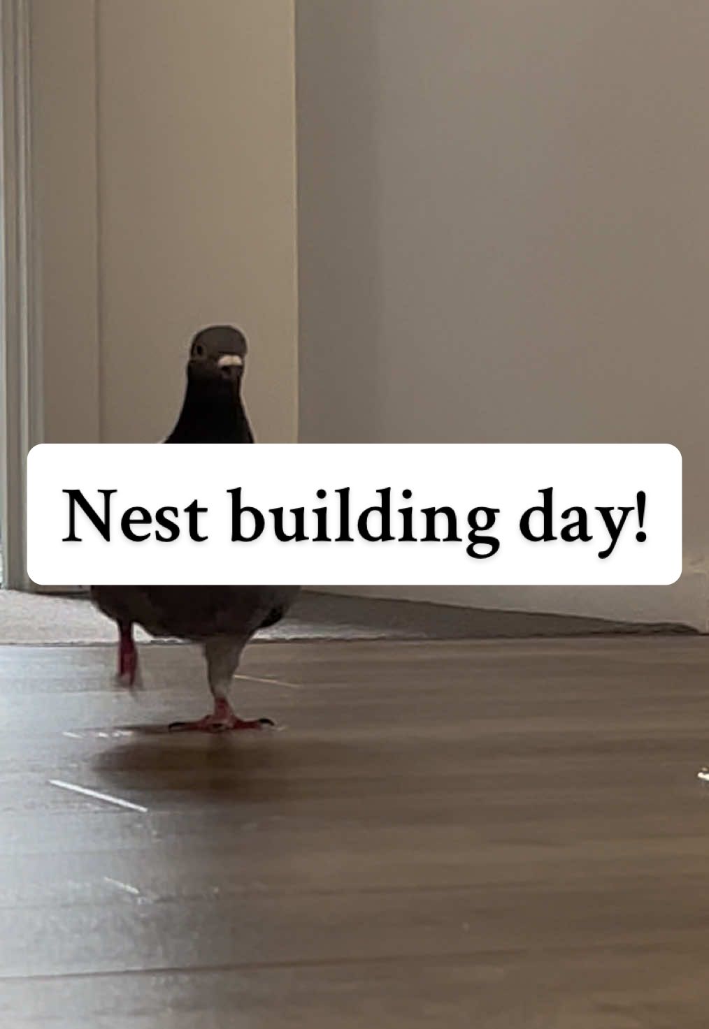 Sweet boy was on a MISSION this afternoon! We could tell he was searching for things, so we brought in some twigs and leaves for him to choose from and he got to work. The main nest has never been reset, he’s just been adding to it over a few months. The little side nest kills me though, what a cutie! #pigeon #rescuepigeon #petpigeon #nesting #tippytaps 