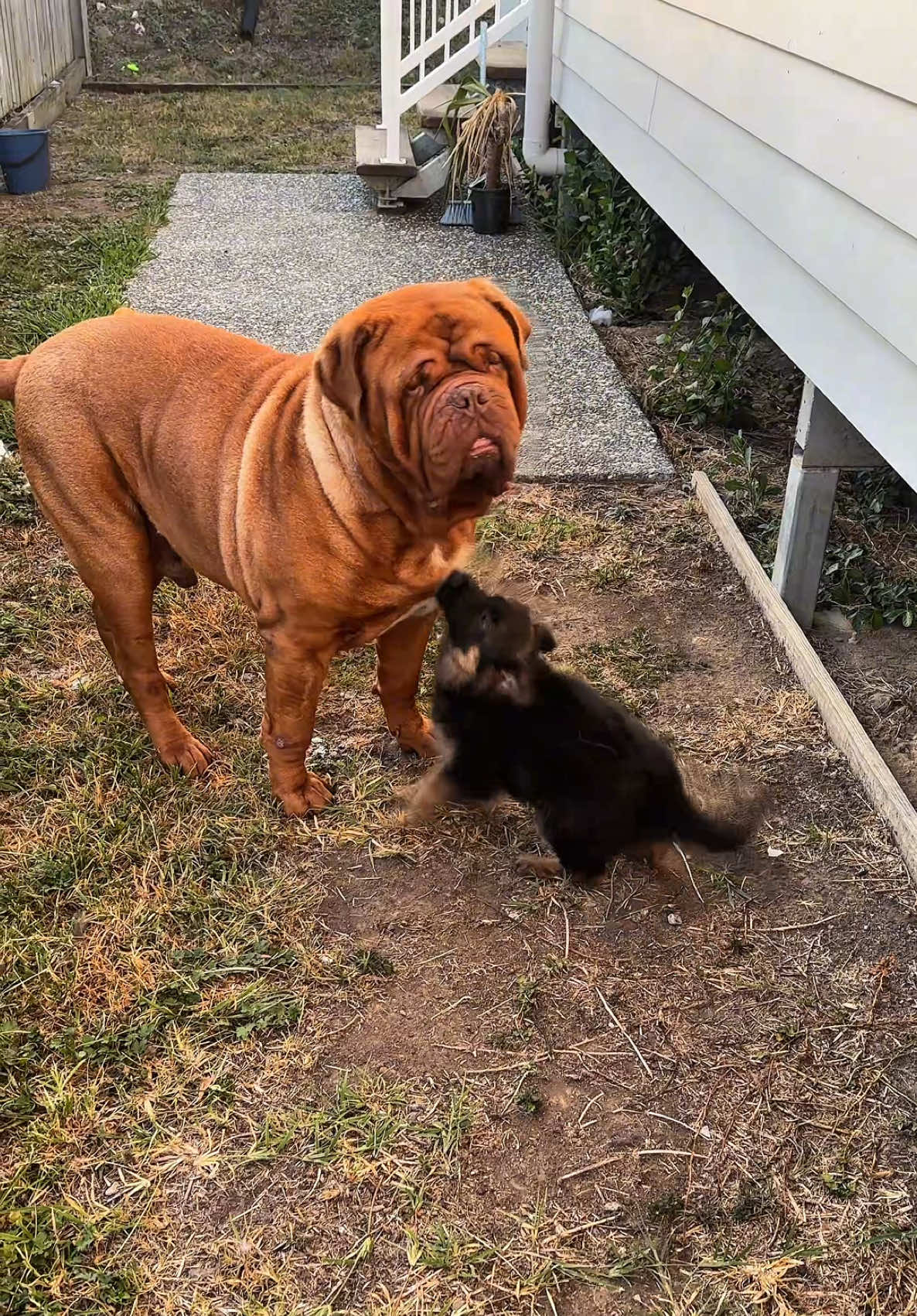 I promise this ant turning into a dog account 😂  #puppy #puppytiktok #germanshepherd #germanshepherdpuppy #mumof2 