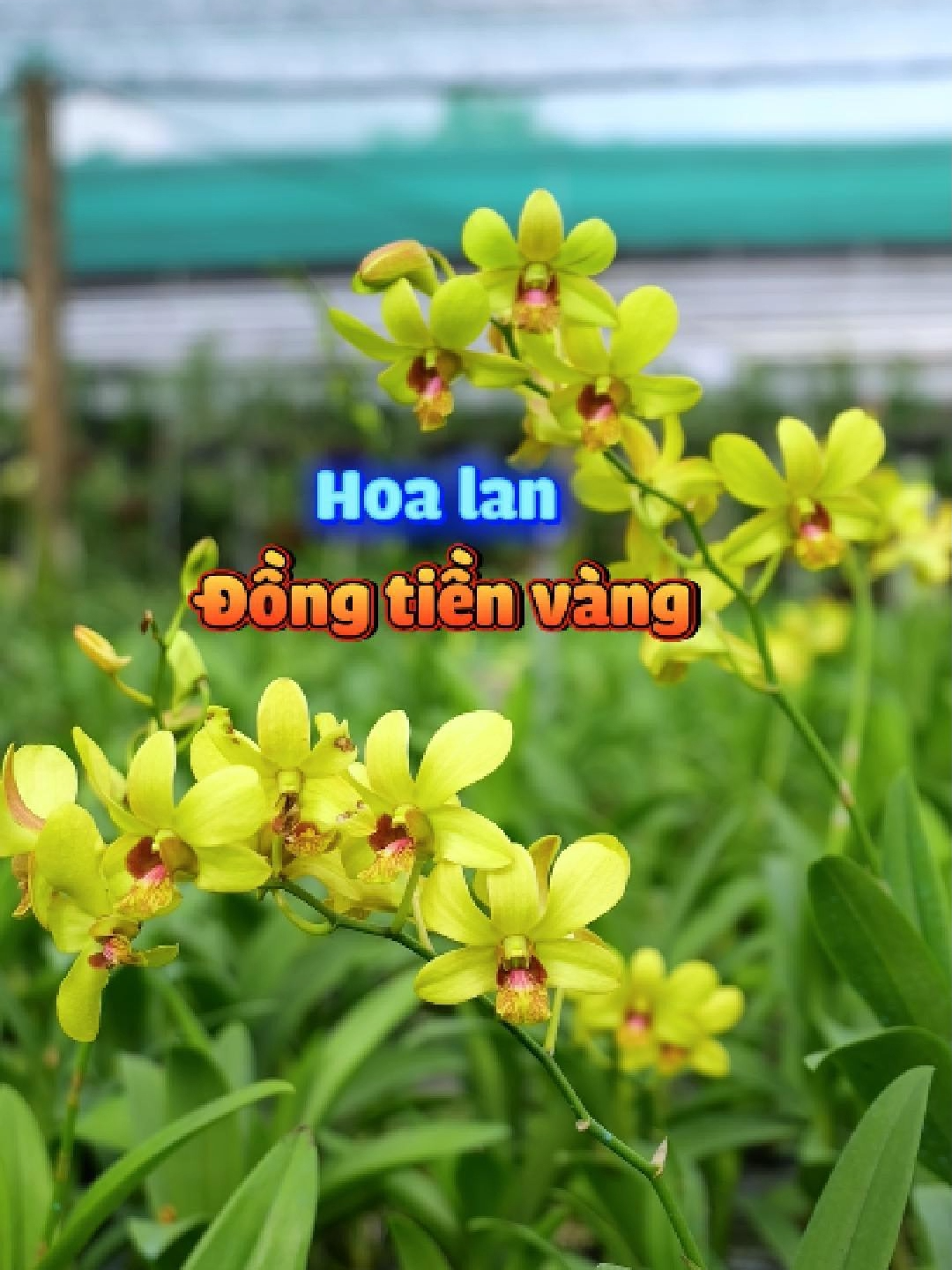 Hoa lan đồng tiền vàng. Rực rỡ như hoa mai. #hoalandep #hoalan