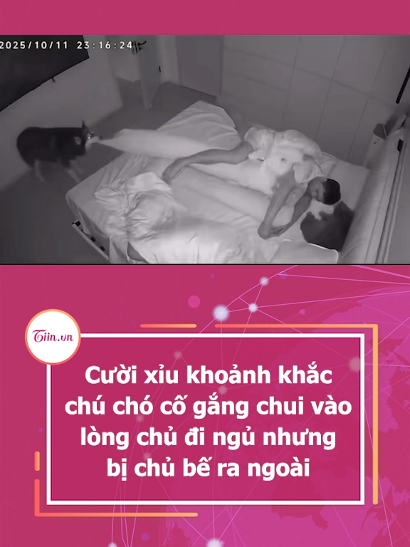 Cười xỉu khoảnh khắc chú chó cố gắng chui vào lòng chủ đi ngủ nhưng bị chủ bế ra ngoài #tiinnews