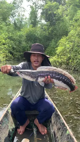 วันนี้โปรเป็ดไม่เป็นเป็ดโปรนะครับ#ตกปลาชะโด #วัยรุ่นเปอร์เซีย #ปลายางเปอร์เซีย #เปอร์เซียดิวะ 