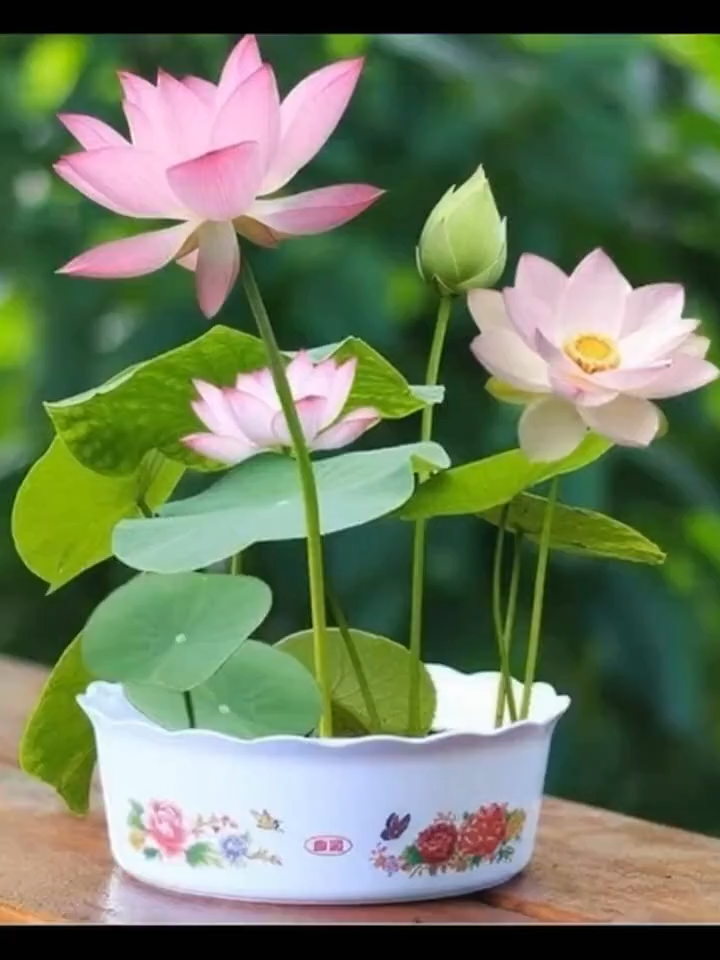 Hạt giống hoa sen mini trồng trong nước 4 mùa 10 màu 99% nảy mầm để bàn học _chuẩn giống tốt#socnhifamily #taphoa #dogiadung #dogiadungtienich #trendtiktok #xuhuong #hatgiong
