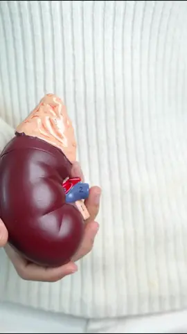 Your kidneys don’t send alerts when they’re in trouble—they show signs through your bladder. Painful urination, frequent urges, or blood in urine may point to more than a simple UTI. Ignoring these early symptoms can put kidney health at risk. In the UAE, UTIs are especially common due to heat, dehydration, and lifestyle factors. Listen to the whispers. Don’t ignore the signs. Book your urology checkup today with Dr. Haluk, Urologist in Dubai. 👉 https://zurl.co/E3drM #KidneyHealth #UTIAwareness #MensHealth #WomensHealth #BladderHealth #UrologyCare #DubaiHealth #DrHalukDubai