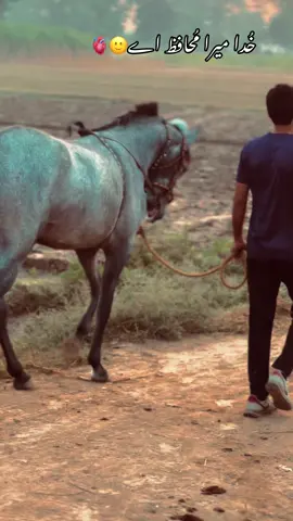 خُدا میرا مُحافظ اے🐴🫀#گھوڑے_شوق_نواباں_دا🐴 #foryou #foryoupage #گھوڑا_ہمیشہ_طاقت_کی_علامت_رہا_ہے #pinda_wale #پنڈاں_آلے #horselovers #poetry🥀 #👌👌 #100k #fyp #status #👌🏻 #viewတေရှယ်ကျ #liness #شوق #❤️ #trandingsongs #🐴 