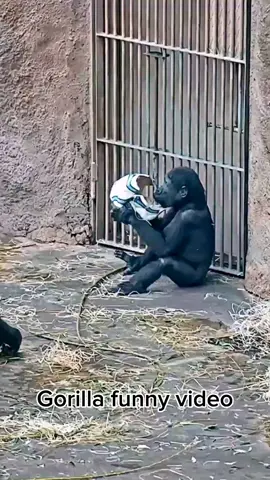 gorilla funny video #gorilla #monkey #viral #growmyaccount #fyp 