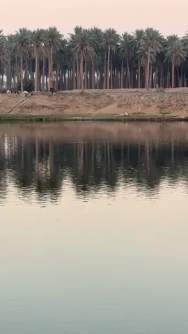 حت انت ربيت بهاي العيون / الغربيه