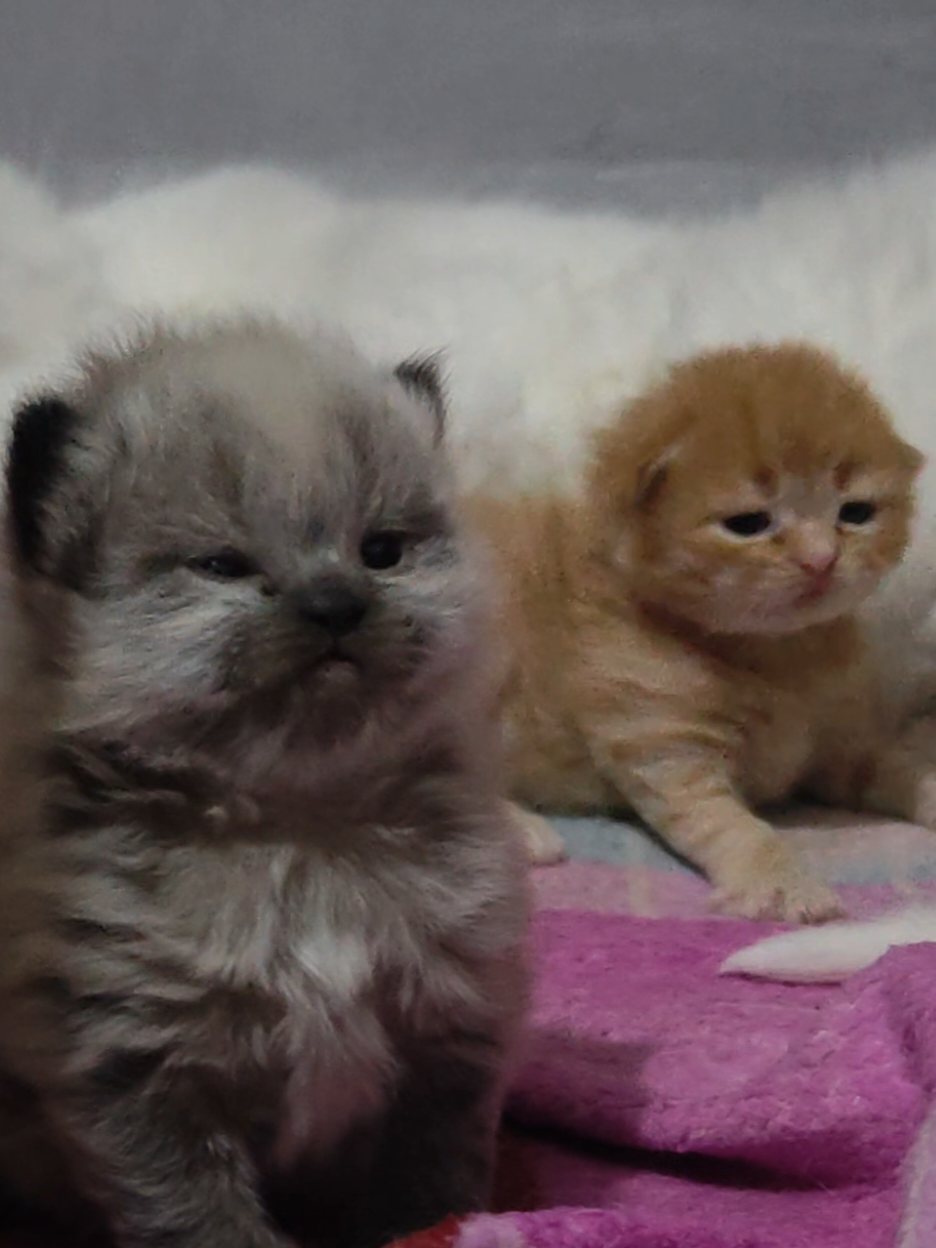 #cat #kittensoftiktok 