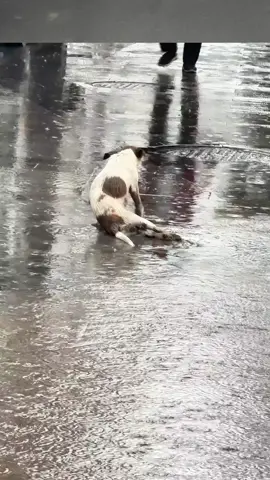 I rescued a puppy with a hind leg injury on the roadside#rescue #animal #fyp #foryou #dog