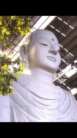 Xin cho tất cả chúng sinh ai cũng biết tu tập và thành tựu lòng tôn kính Phật tuyệt đối #tonkinhphat #thuongkinhphat #ducphat #giaithoat #phatphapnhiemmau 