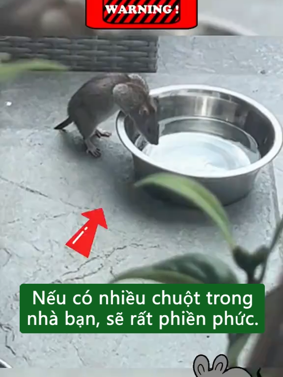 Viên đuổi chuột thành phần thực vật lành tính không gây độc hại