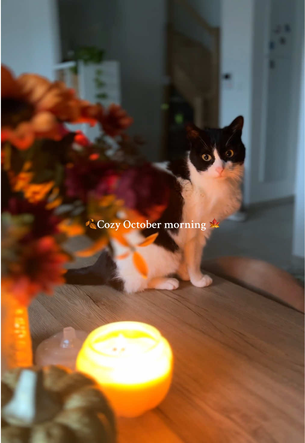 Ces petits moments tout doux les matins d’automne, je les attends toute l’année 🍁☕️ #autumn #cozyhome #morningroutine #fallvibes #octobermood 