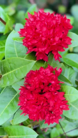 Ixora Chinensis/Ixora Coccinea/Burning Love/Flame Of The Woods/Jungle Geranium/Chinese Ixora/Bunga Soka #ixorachinensis #ixoracoccinea #flameofthewoods #bungasoka #fypシ゚ 