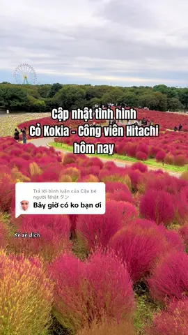 Trả lời @Cậu bé người Nhật タン cập nhật mới nhất về cỏ Cokia tại công viên hitachi ngay hôm nay 21/10 #xuhuong #hitachiseasidepark #ibaraki #おすすめ #旅行 