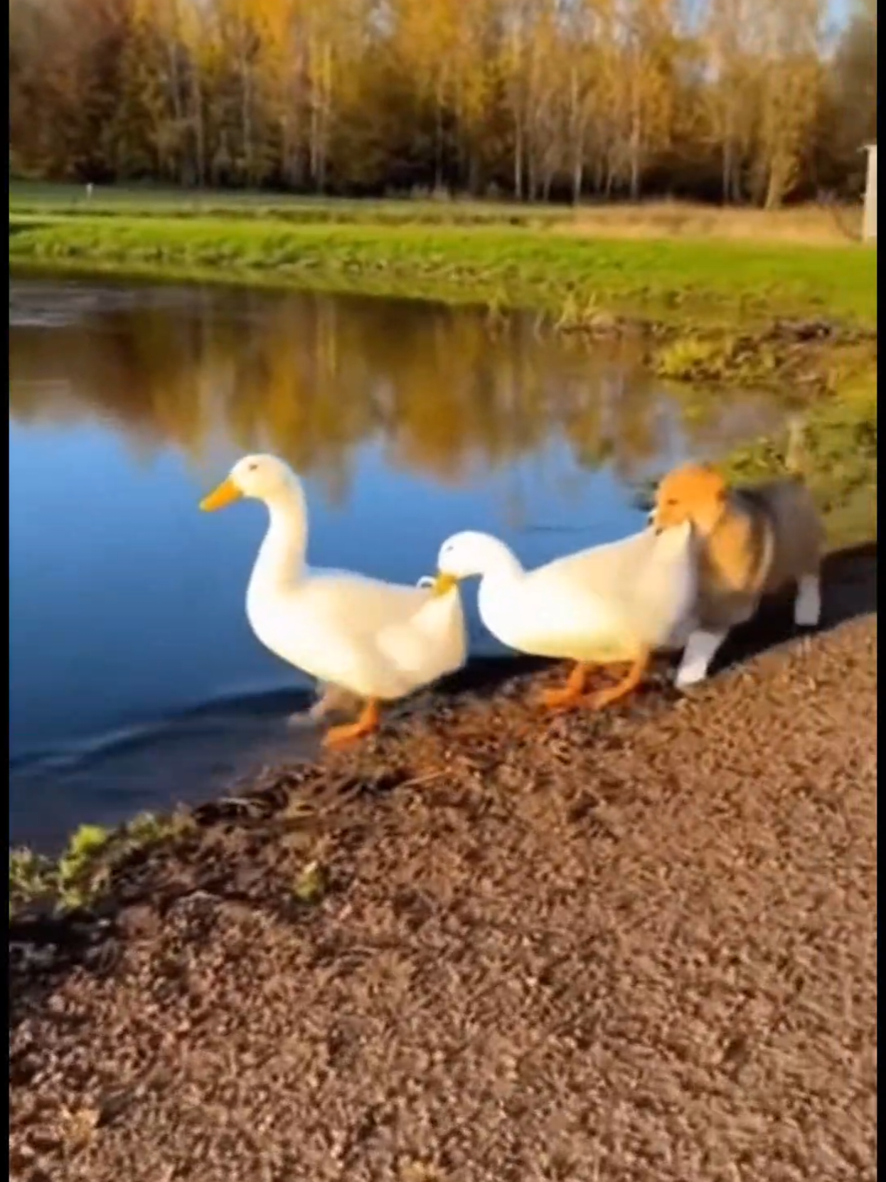 USA Viral Funny Videos😂 #fyp #USA #funnyvideos😂 #comedy #viral 