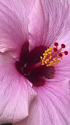 #تصويري♥️🌺 #حديقتي♥️🌺 #يومياتي🦋 #الحمدلله_دائماً_وابداً❤️ #الحياه_حلوه 