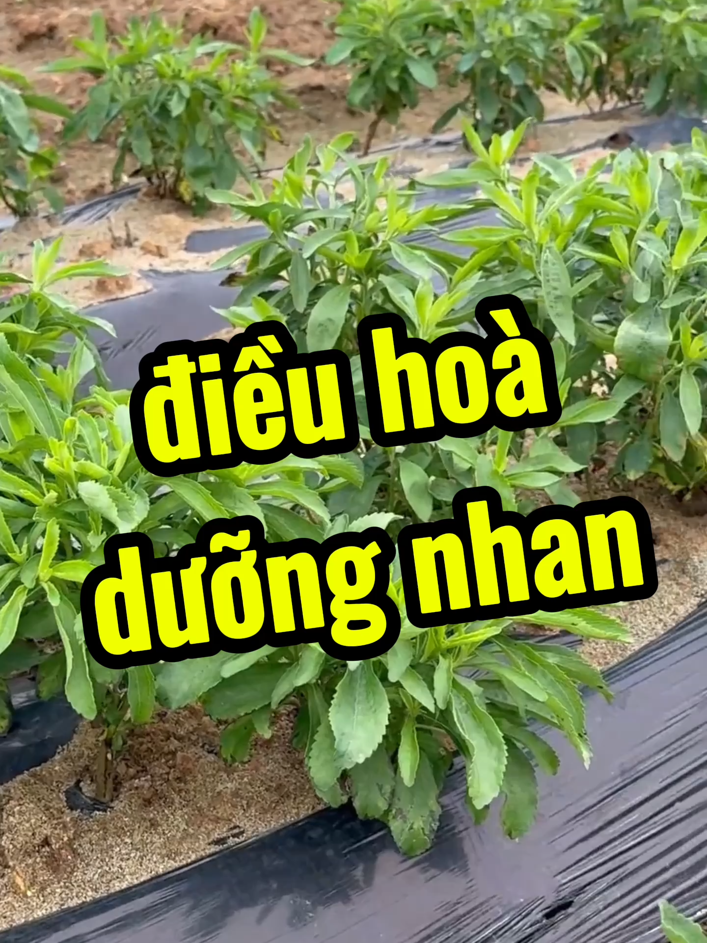 Bà con nào hay uống trà, thử pha cỏ ngọt với sâm tố nữ, ngọt thanh mà tốt cho người. #thaoduoc #thaomoc #baithuocgiandan #cayco #anhbeodirung