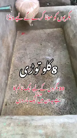 Wanda Bakrion ki MOTA krny ka leya👍 B.k Goats farm 🐐  Follow Me TikTok account 🆒😁