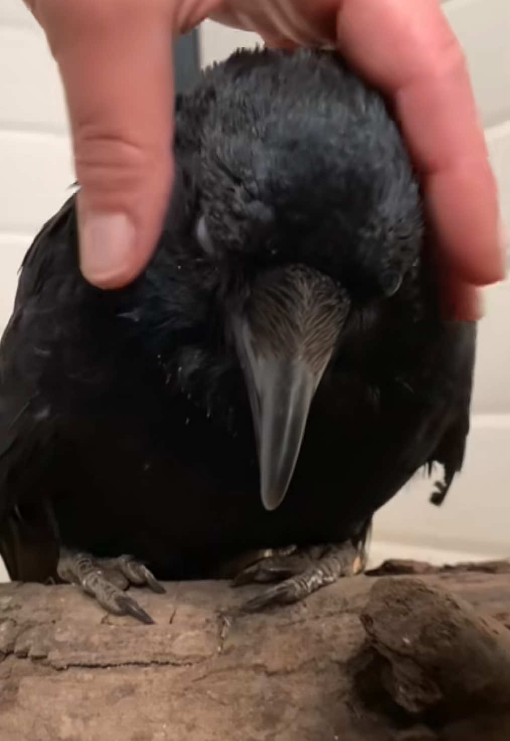 Always the right and wise words from this shadow chicken 🖤 #noxthecrow #crowtok #crow #onthisday #erinnerung 