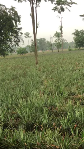 Bismillah🍍🍍😇😇🤲