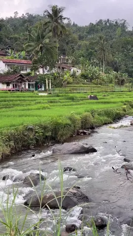 indah nya suasana kampung pinggir sawah dan sungai,, #suasanadikampung #fyppppppppppppppppppppppp #fypp #fypppppppppppppp #fypppppppp 