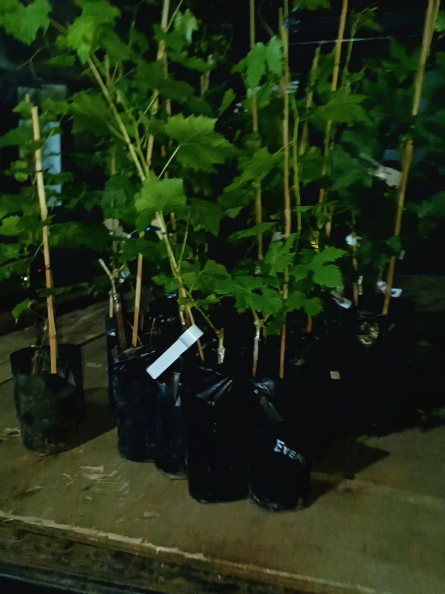 Bibit Tanaman Anggur berbagai varian.  #https://wa.me/6285258560810 #BibitAnggur #anggurprobolinggo_jawatimurlagianget🔥 #kraksaanprobolinggojatim #bibitanggurimport 