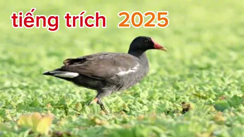 tiếng trích 2025 #tiếngchim #tiếngtríchré 