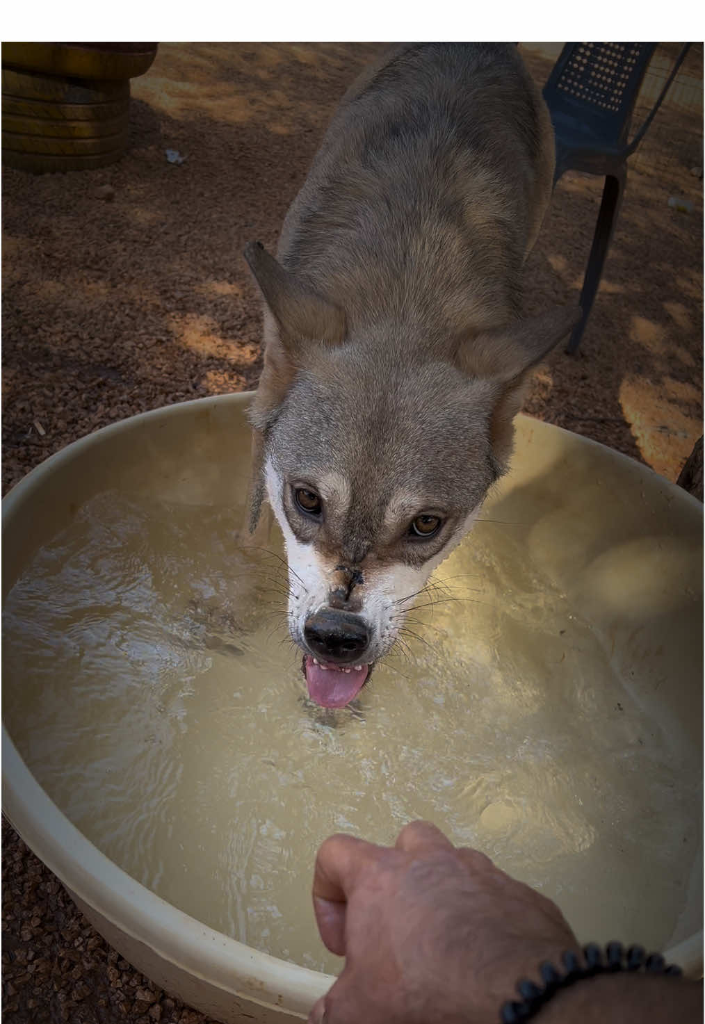 انياب الذئب و لسا ما اكتمل ما شاء الله . . . . . . . . #wolf #wolfdog #wolflover #viraldog #explore 